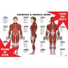Exercise and muscle guide Male Red