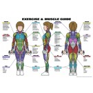 Classic Female Exercise & Muscle Guide Poster 