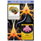 Drugs and the Brain