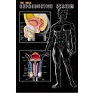 Male Reproductive System Poster