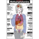 Harmful Effects of Methamphetamine Poster