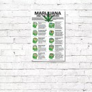 Marijuana and the Teen Brain Poster