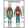 Muscular System Poster