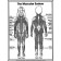 Muscular System Coloring Sheets