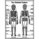 Skeletal System Coloring Sheets