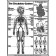 Circulatory System Coloring Sheet