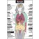 Harmful Effects of Heroin Poster