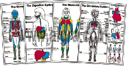 Complete Child Anatomy Poster Series