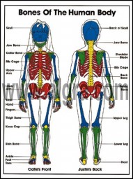 Kids Anatomy - Bones Poster | by Bruce Algra