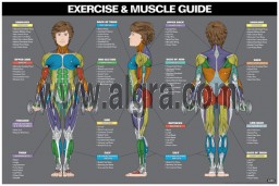 Female Exercise & Muscle Guide Poster 2017
