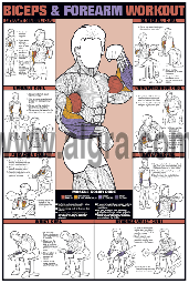Biceps and Forearm Workout Poster