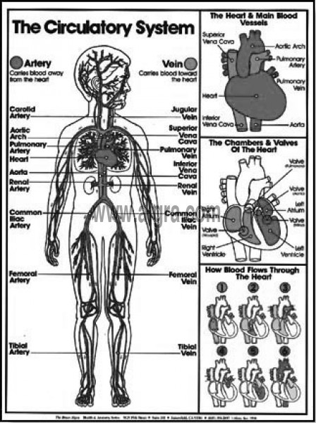 Circulatory System Coloring Pages Sketch Coloring Page