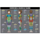 Female Exercise & Muscle Guide Poster 2017