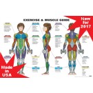 Female Exercise & Muscle Guide Poster