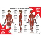 Female Exercise & Muscle Guide Poster 2017 RED